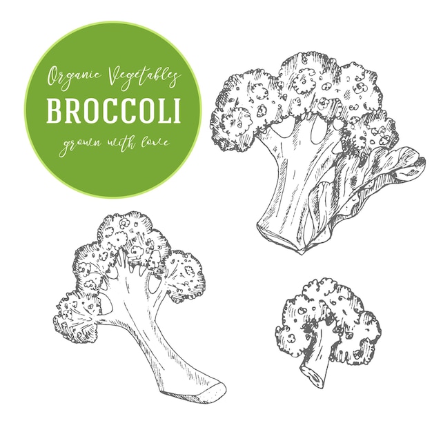Vektor-illustration von brokkoli. hand gezeichnet mit tintenweinleseillustration