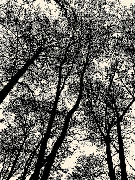 Vektor-Illustration von Silhouetten Laubbäumen im Winterwald