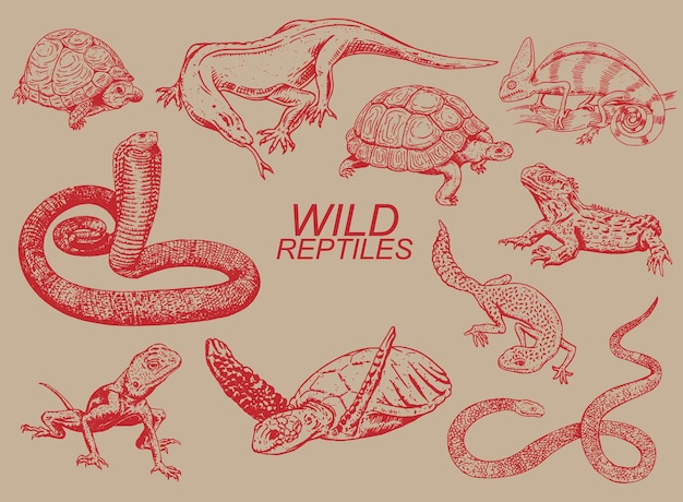 Vektor-Illustration von wilden Reptilien