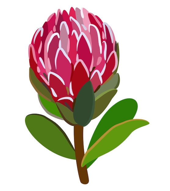 Vektor isolierte illustration von protea mit blättern. helle blumenzeichnung.