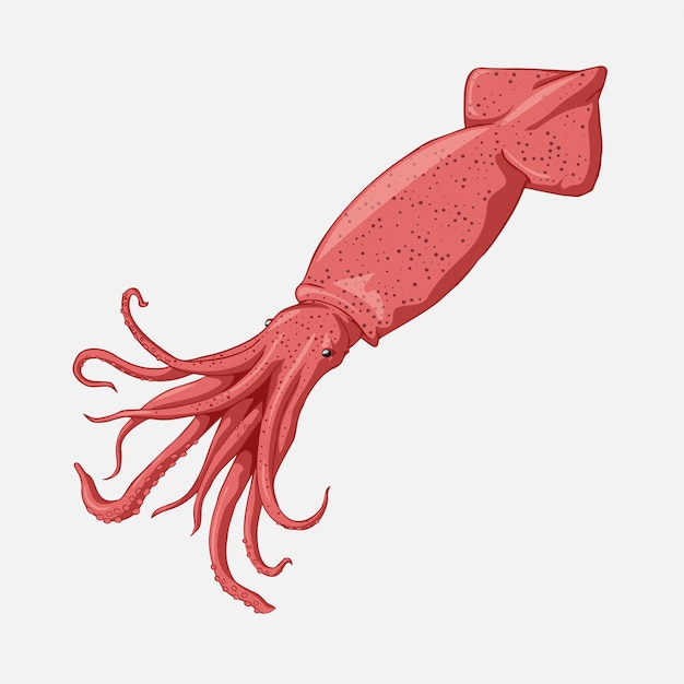 Vektor vektor-kalmarkarikatur-marineillustration.