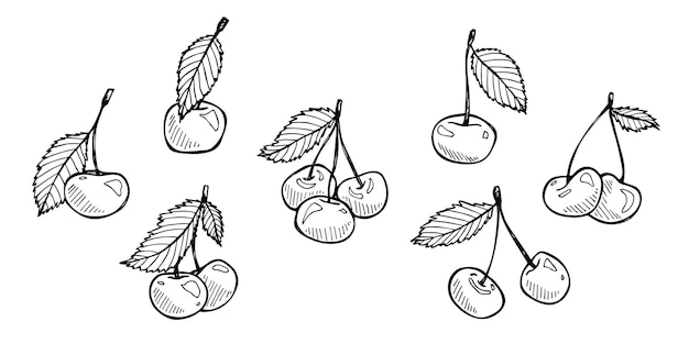 Vektor-Kirsch-Cliparts Handgezeichnetes Beeren-Symbol Satz von Fruchtabbildungen