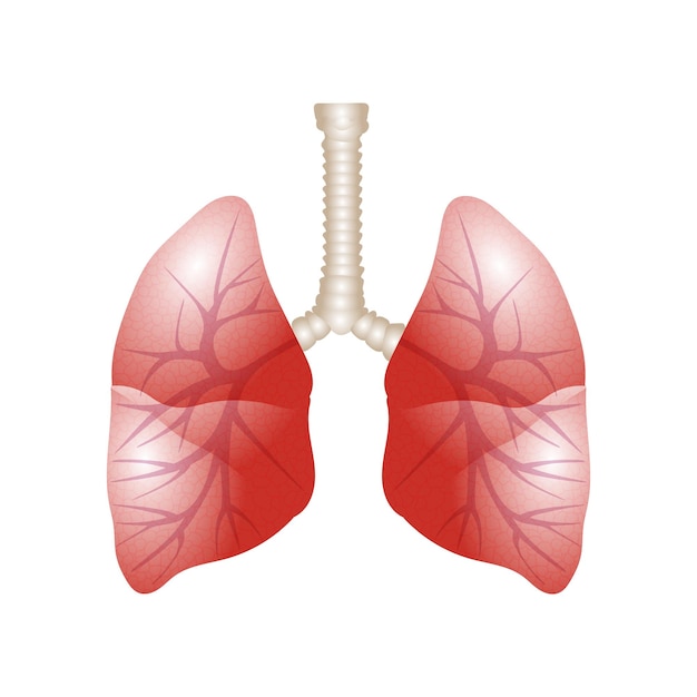 Vektor vektor menschliche lunge1