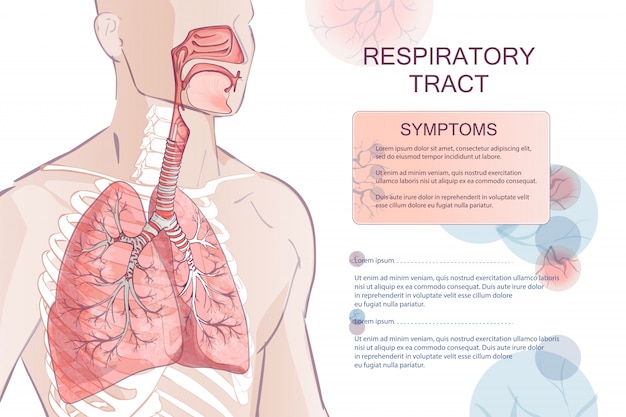 Vektor menschliches atmungssystem