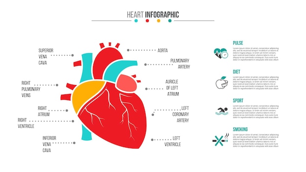 Vektor vektor menschliches herz infografik. vorlage für medizin und gesundheitswesen zur präsentation mit 4 schritten.