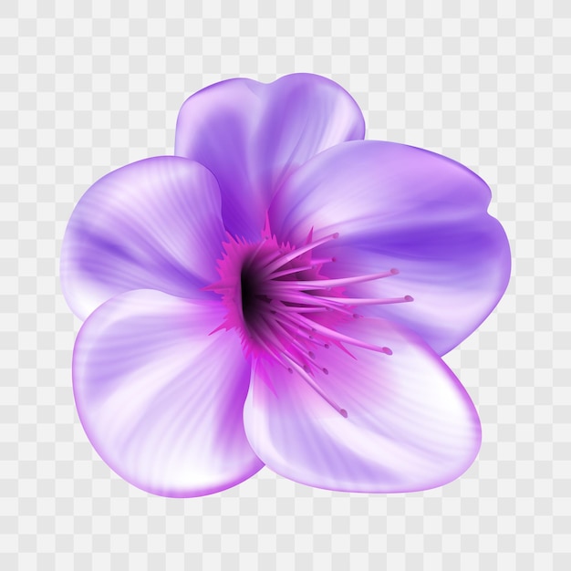 Vektor realistische detaillierte Frühlingsblume auf transparentem Hintergrund