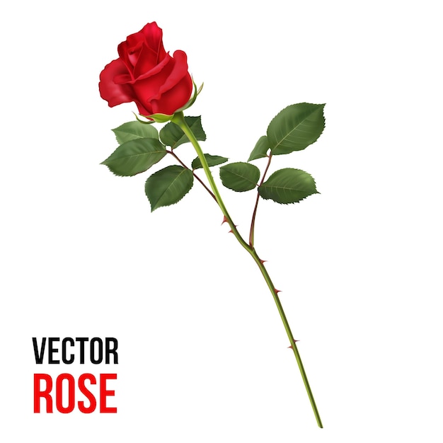 Vektor vektor-rosenblumenillustration