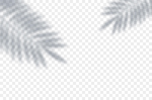 Vektor-Schattenüberlagerung von Farnpalmenblättern Tropische Schreibwaren transparenter Hintergrund Blattdekorationsvorlage Lichteffekt-Mockup