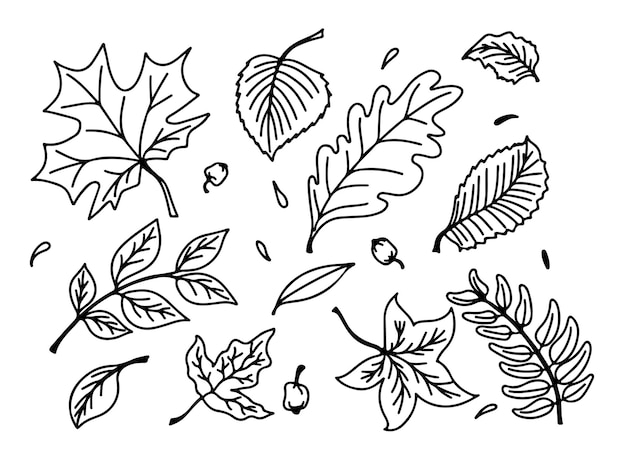 Vektor-Set aus schwarzen Lineart-Herbstblättern im handgezeichneten Doodle-Stil. Isoliert auf weißem Hintergrund