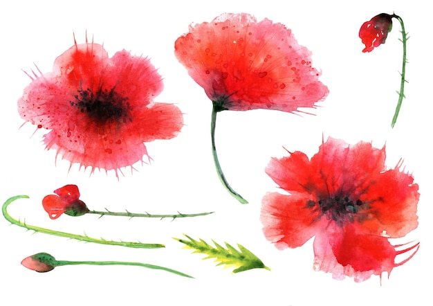 Vektor-set von aquarellillustrationen blumenmohn-cliparts