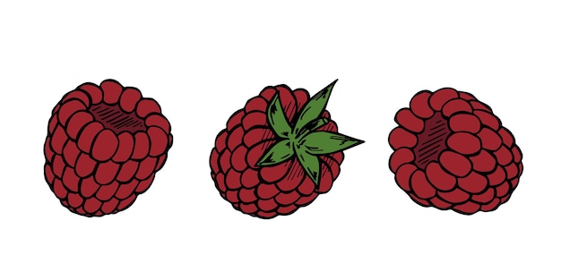 Vektor vektor-set von himbeer-cliparts. handgezeichnetes beeren-symbol. obst-illustration für druck, web-design, dekor-logo