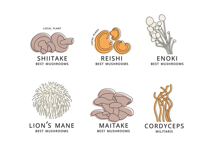 Vektor-Set von Symbolen im linearen Stil Enok Shiitaki Maitake Cordyceps Reishi und Löwenmähnenpilze Logo-Zeichen