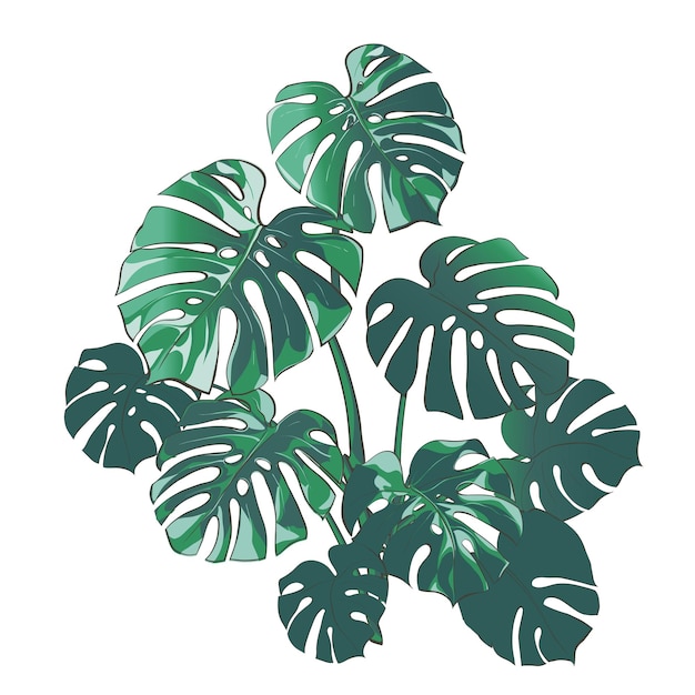 Vektor tropische Bäume Monstera-Blattfrüchte Laubsammlung Realistische Vintage-Illustration