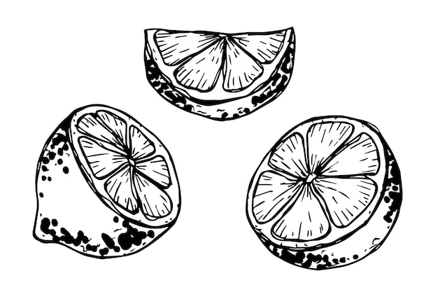 Vektor-zitronen-clipart handgezeichnetes zitrus-set fruchtillustration für druck-webdesign-dekor