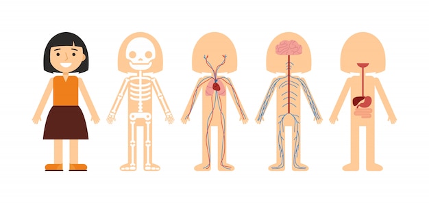 Vektorabbildung der körperanatomie