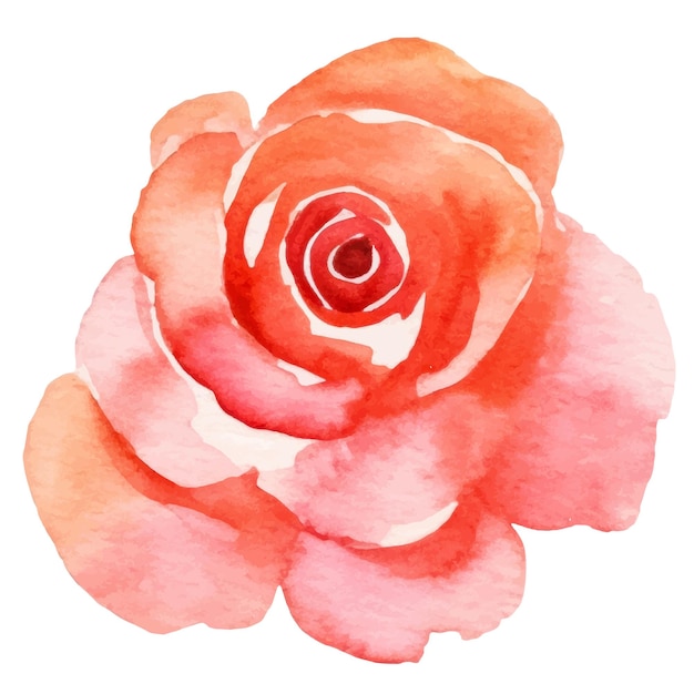Vektoraquarell gemalte Rosenblume. Handgezeichnetes Designelement isoliert auf weißem Hintergrund