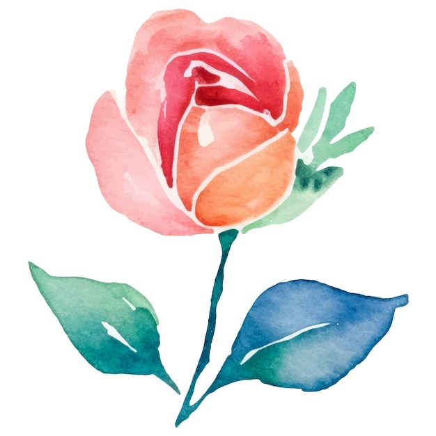 Vektoraquarell gemalte rosenblume. handgezeichnetes designelement isoliert auf weißem hintergrund