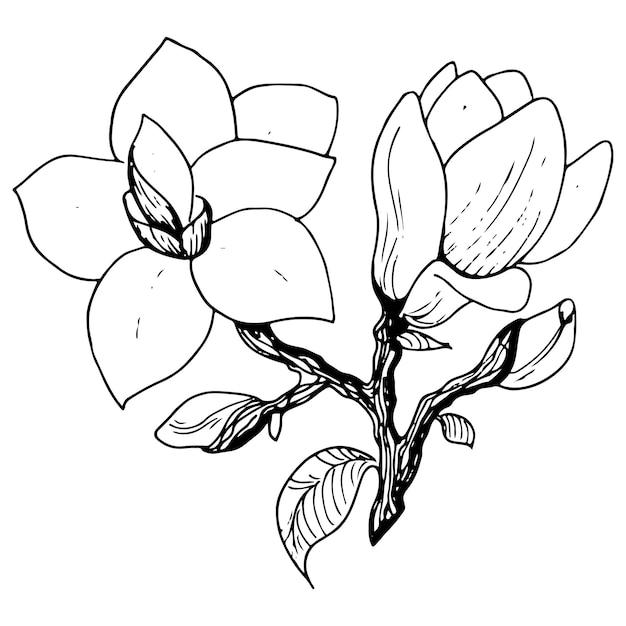 Vektor vektorbild von magnolienblüten. botanische blumenillustration. gezeichnetes set