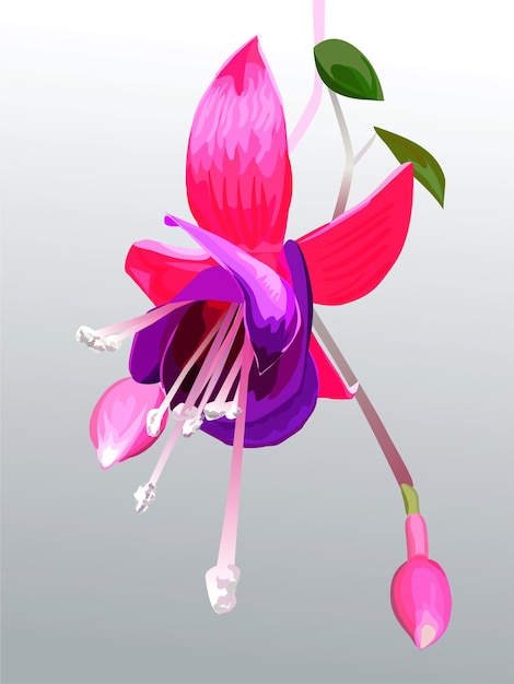 Vektorblume fuchsia f