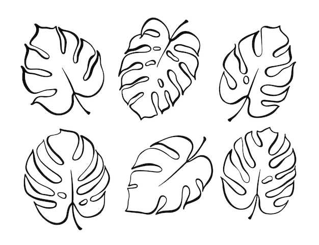 Vektorbotanische Illustration von Monstera-Blättern Isolierte Umrisszeichnung
