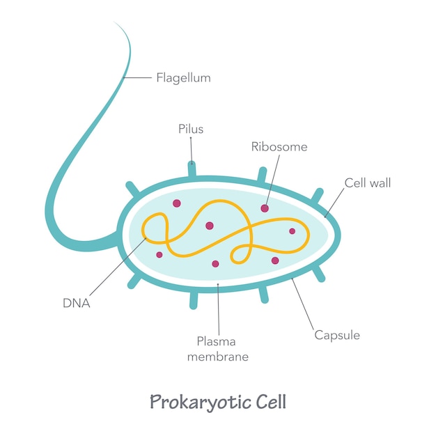 Vektordiagramm des prokaryotenzelldiagramms