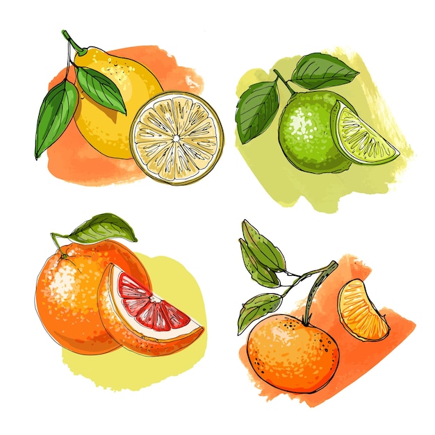 Vektorfarbe für Lebensmittelsymbole. Zitrus, Mandarine, Zitrone, Limette, Grapefruit. Skizze von Früchten und Beeren