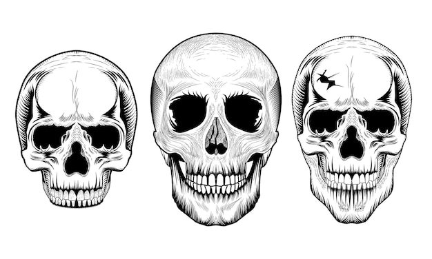 Vektorgrafik des menschlichen schädels.