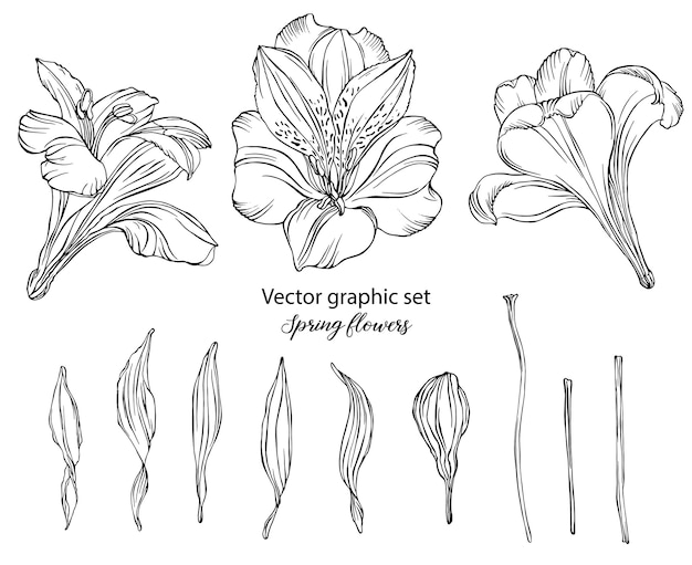 Vektor vektorgrafik festgelegt. frühlingsblumen