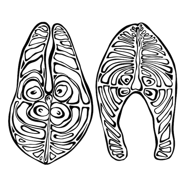 Vektorgrafik von rotem Fischsteak Lachskumpel Lachsforelle Illustration