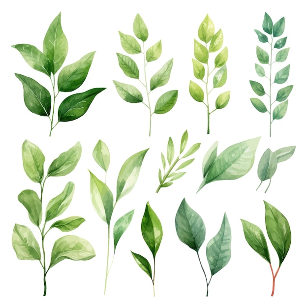 Vektorgrüne Blätter, Vektor-Aquarell-Set