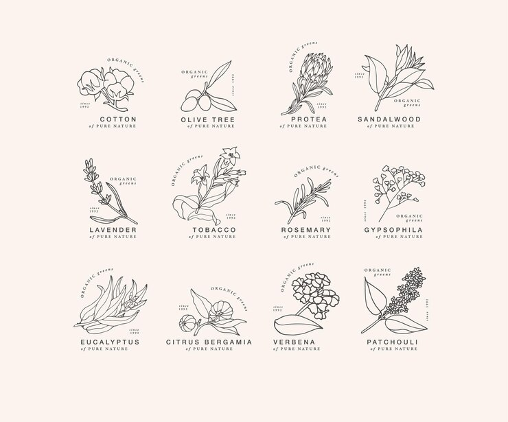 Vektorhandzeichnung linearer Satz botanischer Symbole und Embleme Designlogos mit Typografie für ätherische Öle Naturkosmetikprodukte