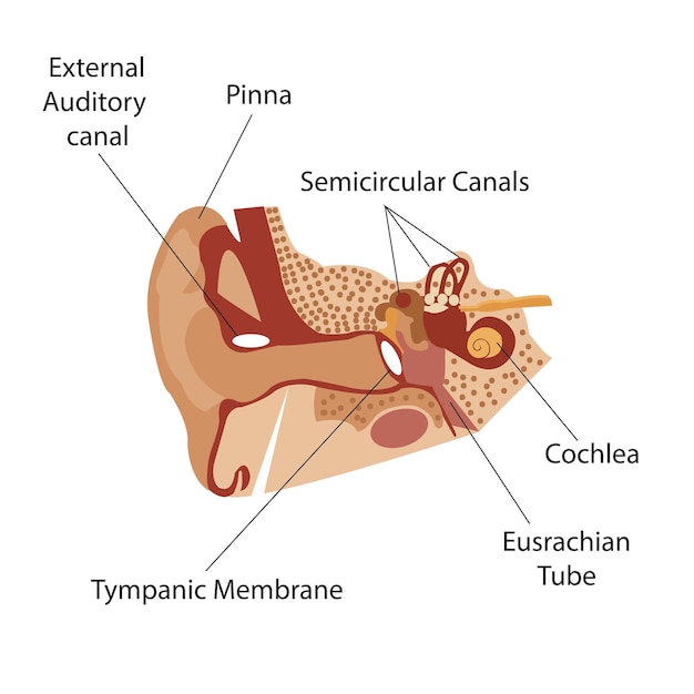 Vektor vektorillustration der anatomischen struktur des menschlichen ohrs