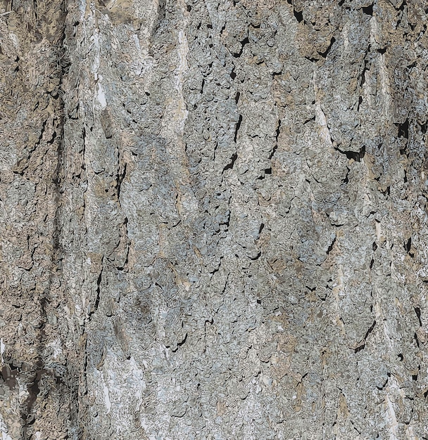 Vektorillustration der Hackberry-Rinde Textur Textur der Hackberry Rinde Hackberry Rinte Hintergrund Hackberry Baumstamm Celtis occidentalis