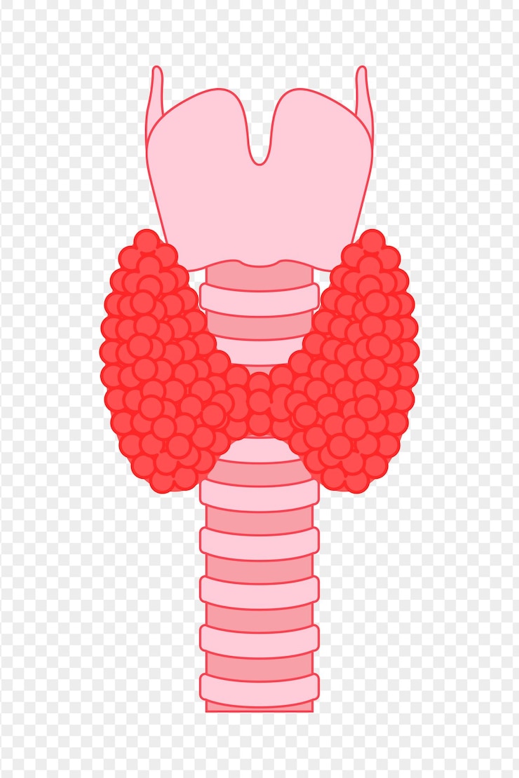 Vektor vektorillustration der schilddrüse auf durchsichtigem hintergrund