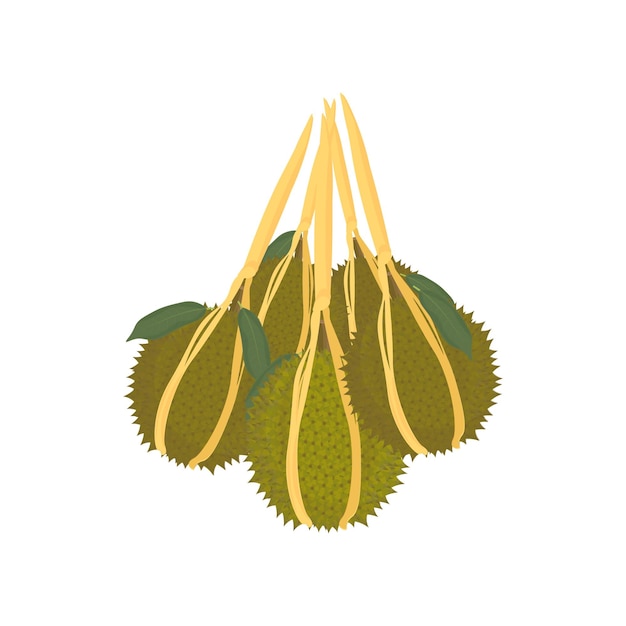 Vektorillustration des logos der hängenden durian-frucht