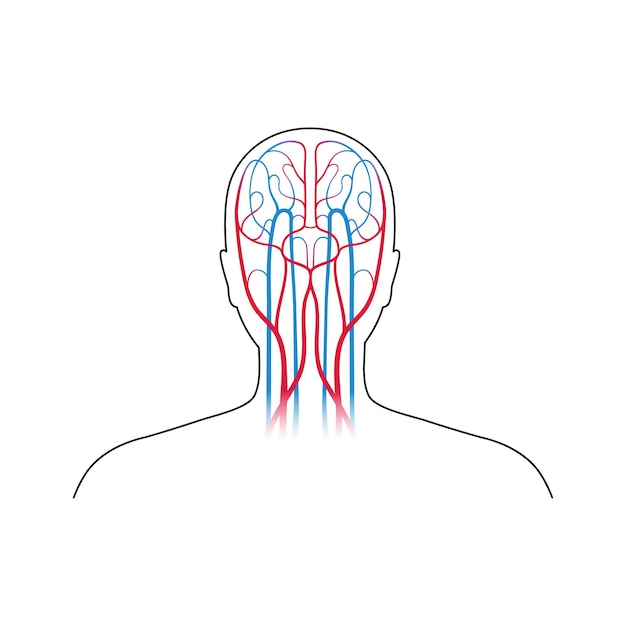 Vektor vektorillustration des menschlichen arteriellen und venösen kreislaufsystems. diagramm der blutgefäße des gehirns