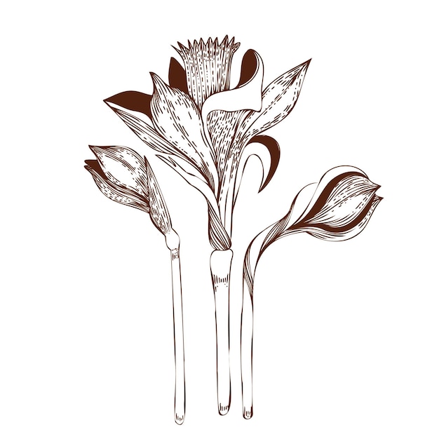 Vektorillustration Eine Reihe von Narzissenblumen, die in dunkelbrauner Vektorfarbe auf einer Schreibtafel gezeichnet sind