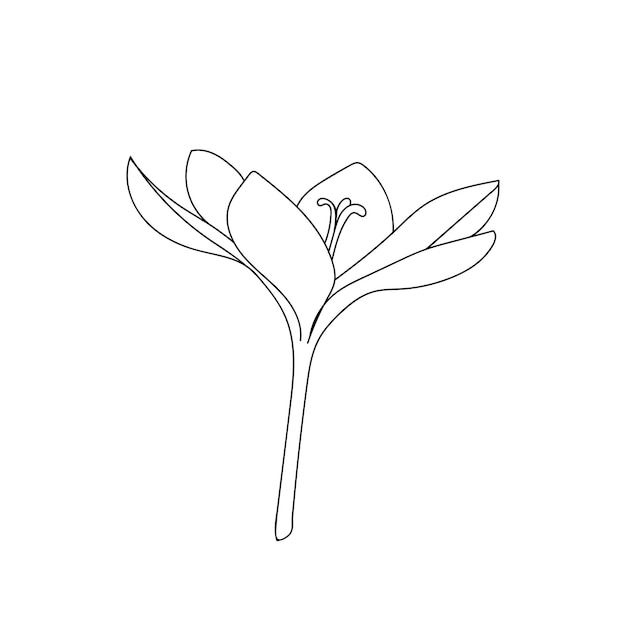 Vektorillustration einer einzelnen geöffneten krokussafranblume, die mit einem strich gezeichnet wird. botanische illustrationsvektorknospe des teuren gewürzes