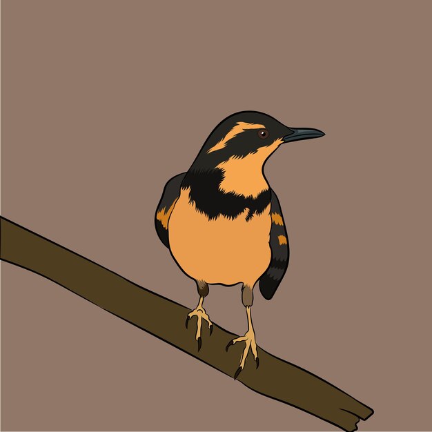 Vektorillustration eines abwechslungsreichen drosselvogels, der auf einem zweig sitzt.