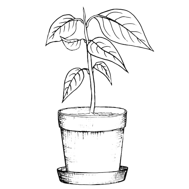 Vektorillustration handgezeichneter Avocadosamen in einem Glas Wasser zur Keimung