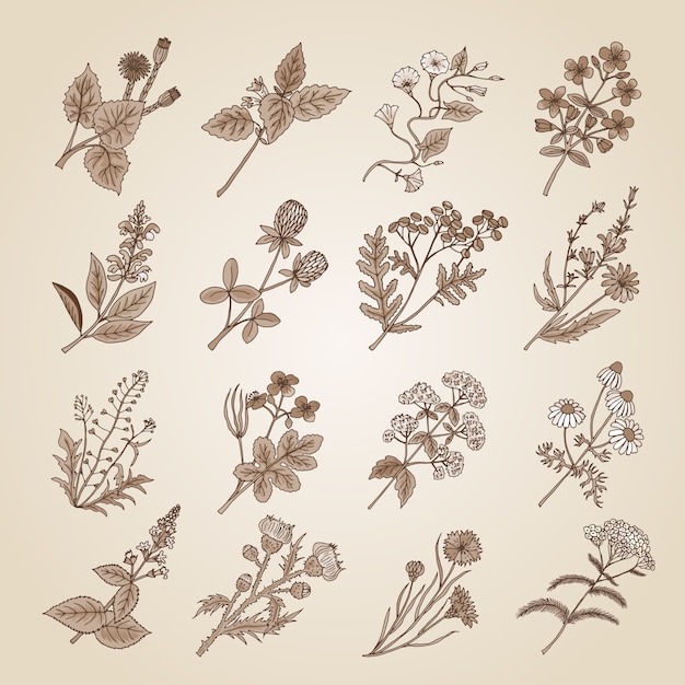 Vektorillustration in der Weinleseart. Sammlung Hand gezeichnete medizinische, botanische und heilende Schönheitskräuter vom Garten. Sepia-Ton