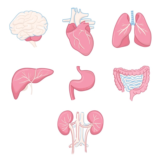 Vektor vektorillustration menschlicher organe