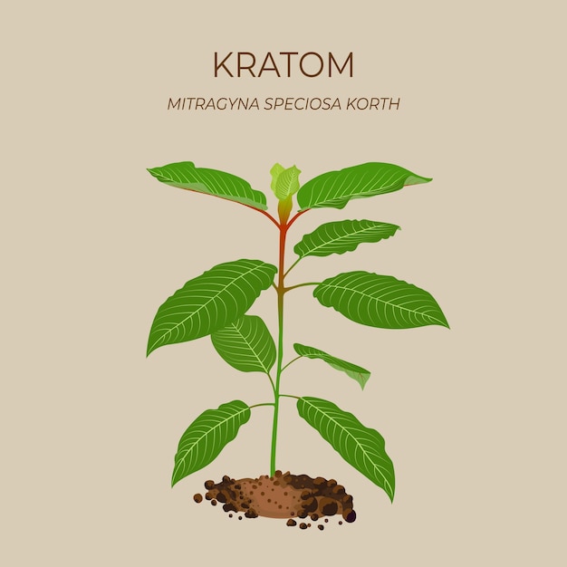 Vektorillustration über Mitragyna speciosa oder Kratom ist thailändisches Kraut, das die Gesundheit fördert