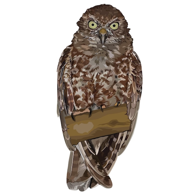 Vektorillustration von Shouthern Boobook auf einem Zweig