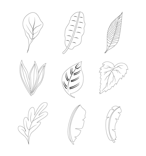 Vektorkollektion verschiedener Blätter Illustration