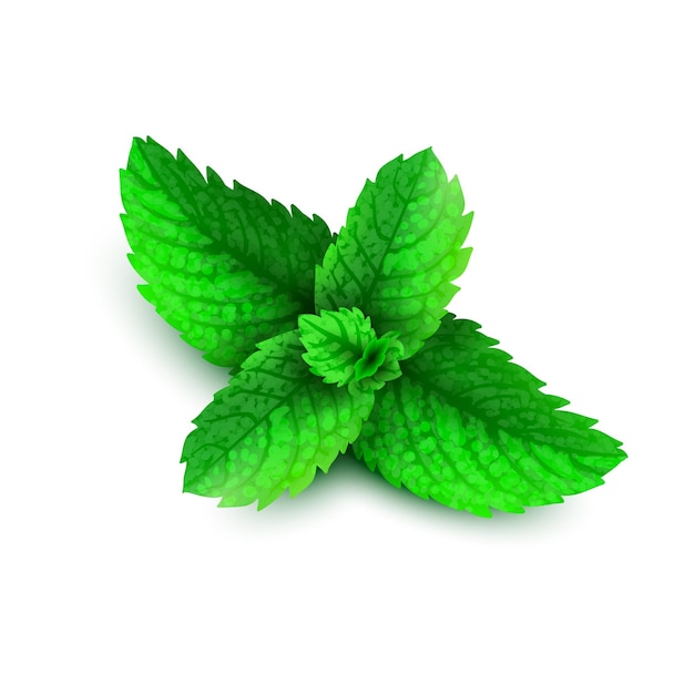 Vektorminz-Spearmint-Pfefferminzblätter auf weißem Hintergrund