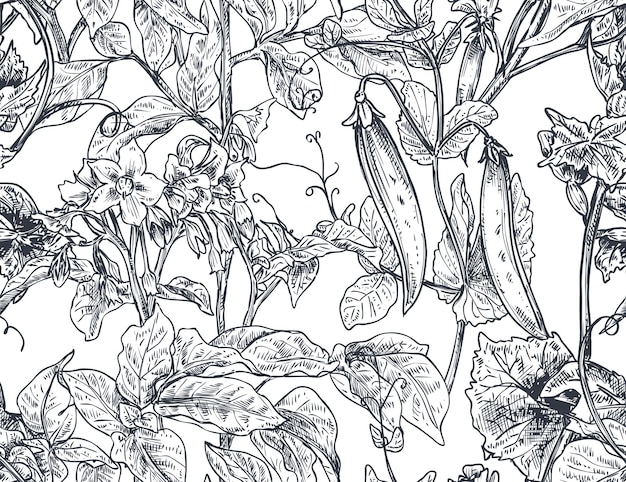 Vektornahtloses muster mit handgezeichneten gemüsepflanzen im skizzenstil. kartoffeln, erbsen, gurkenblätter und blumen. detaillierte vegetarische lebensmittelzeichnung.