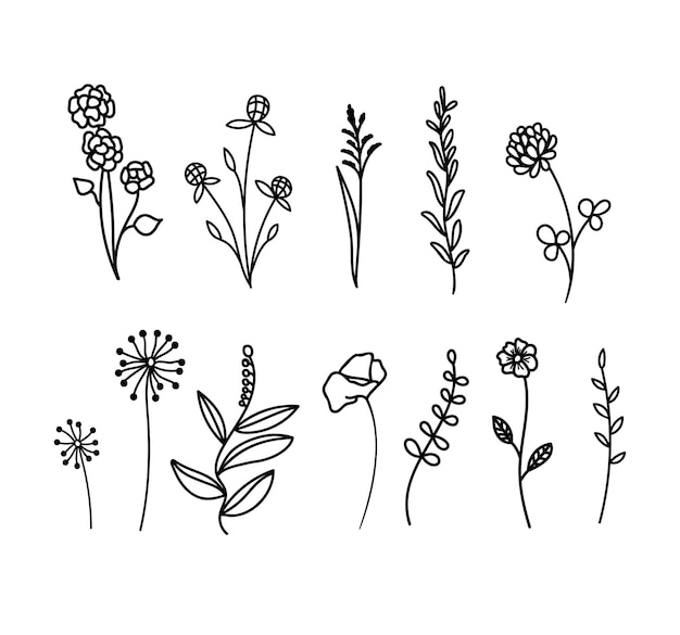 Vektorsammlung von hand gezeichneten wildblumen und kräuterisolat auf weißem hintergrund