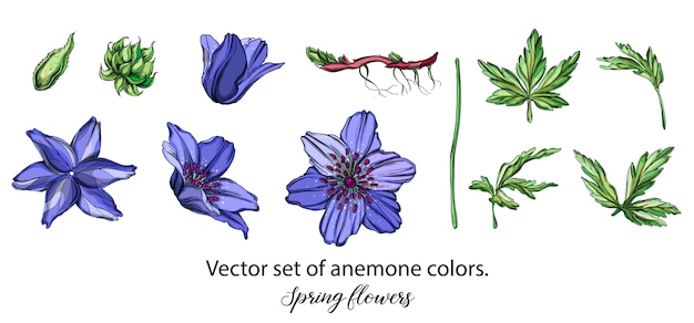 Vektorsatz blaue anemonenfarben. frühlingsblumen