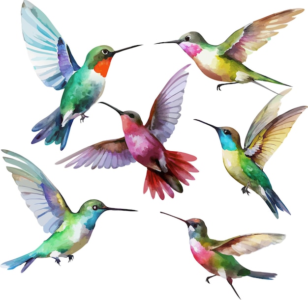 Vektor vektorsatz von 9 kolibris